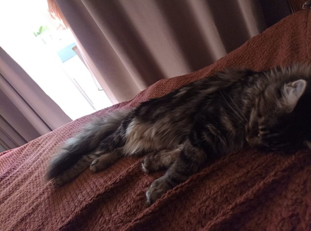 Кошка
