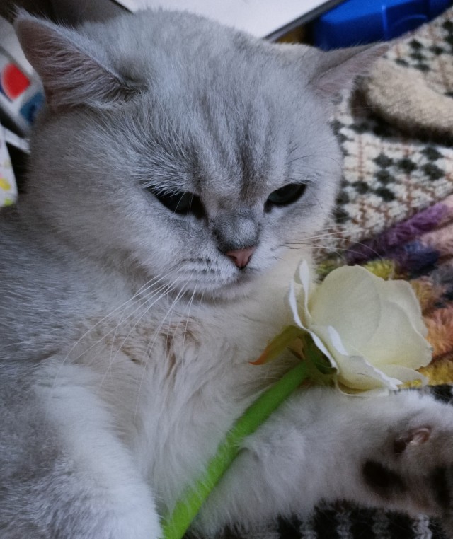Начну котовторник чуть раньше!