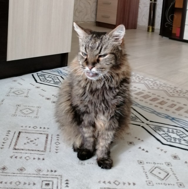 Александра к котовторнику!