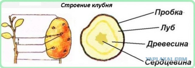 Женщины могут испытывать по три вида оргазма