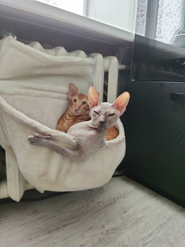 Котовторник прошел, а я не успел