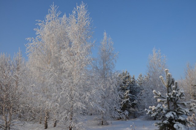 Одно зимнее фото