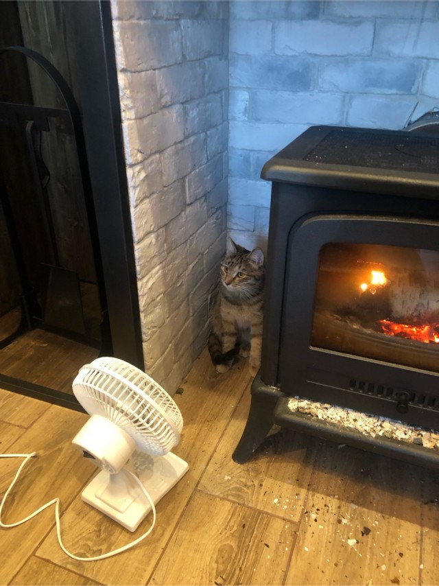 Почему грустят котики?