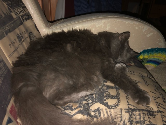 Котодракула