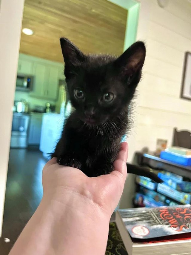 Комочек тьмы