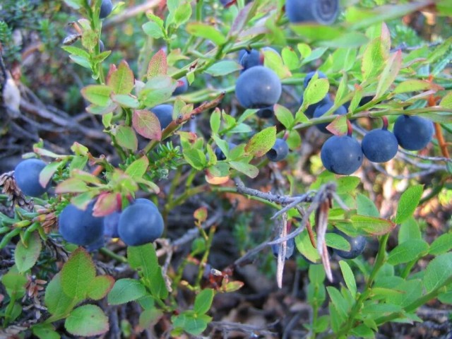 Природа Южного Урала