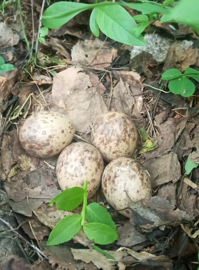 Огрибился маленько