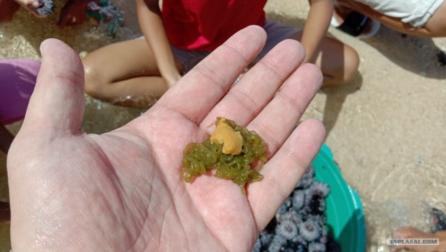 Почему нельзя купаться ночью в Красном море Египта?