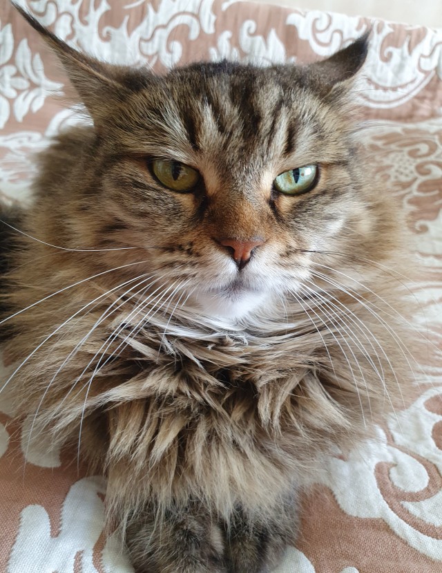 Котовторник! 16+ Коллеги-рабы, отмечаемся, у кого хозяину много лет!