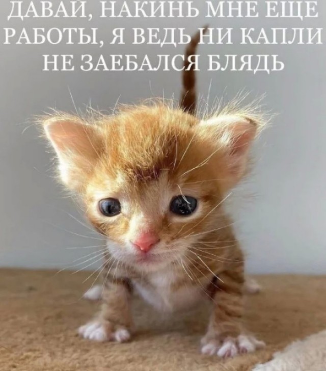 Фотография кота, которого спасли из пожара
