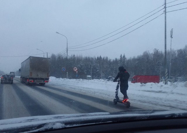 Петух суицидник