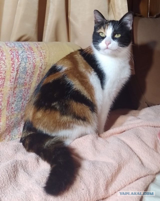 Котовторник. Дуська