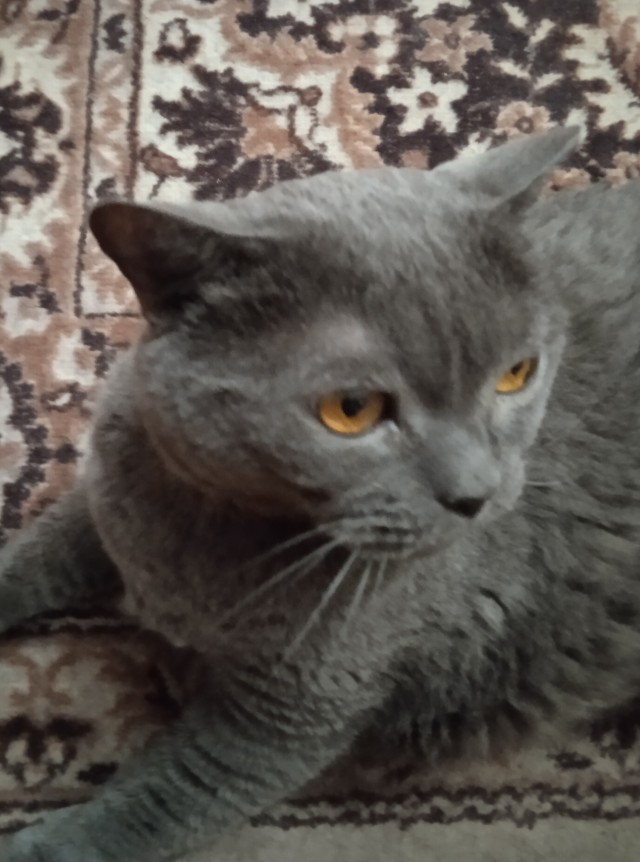 Как я 38 лет жил без кота!