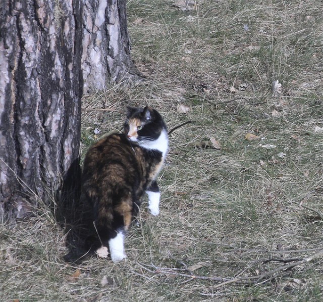 Котовторник  07.05.2013