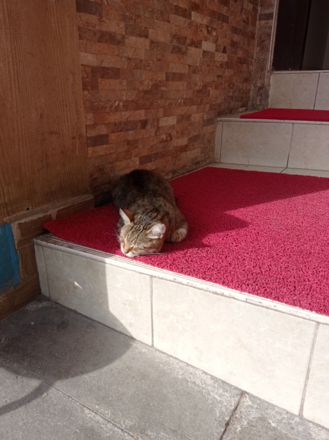 Стамбульские котики