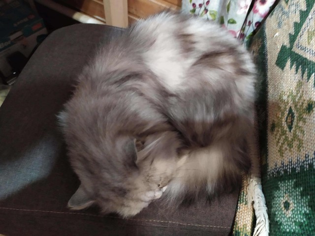 Обретение или головная боль? Кошка пришла