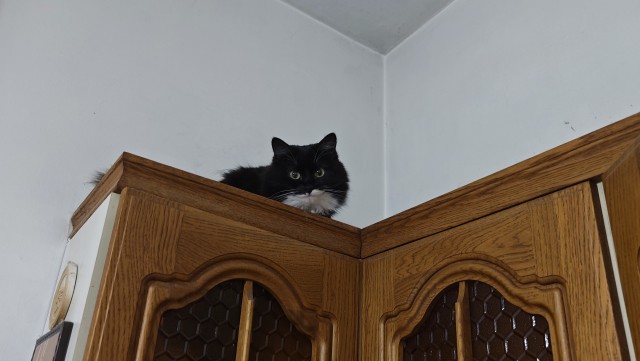 Котовторник 09.04.24