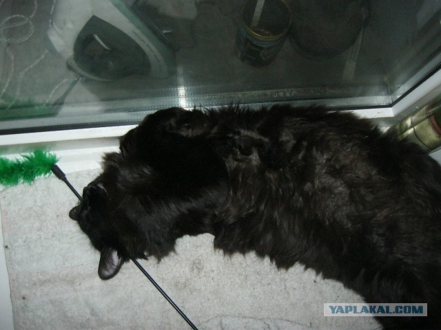 Котовторник 21.05.2013