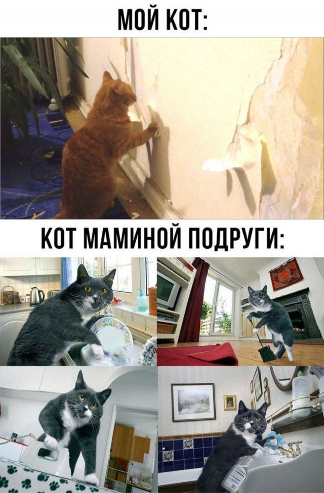 Котовторник в картинках