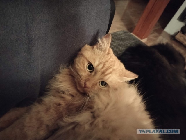 Спи, Гарфилд!