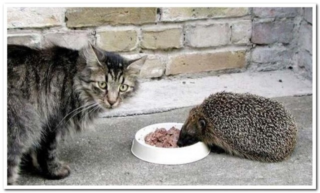 Ёж-воришка отжал еду у кота в Подмосковье