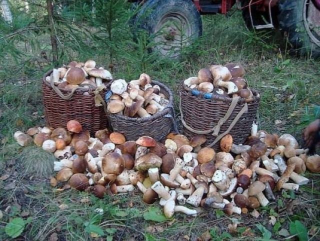Штрафы за рыбалку в Германии