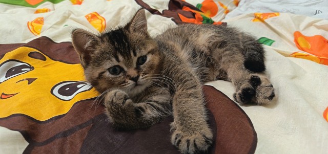Мой кот