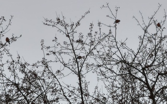 А куда подевались воробьи?