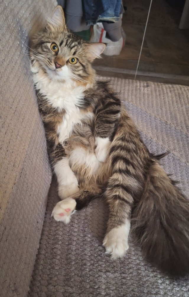 Кото вторник же!