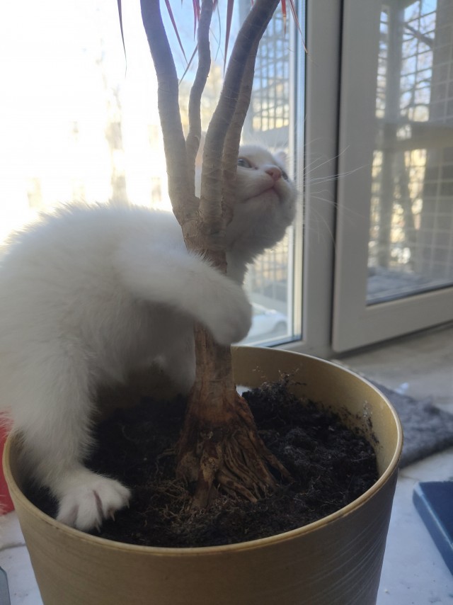 Котоуженевторник)