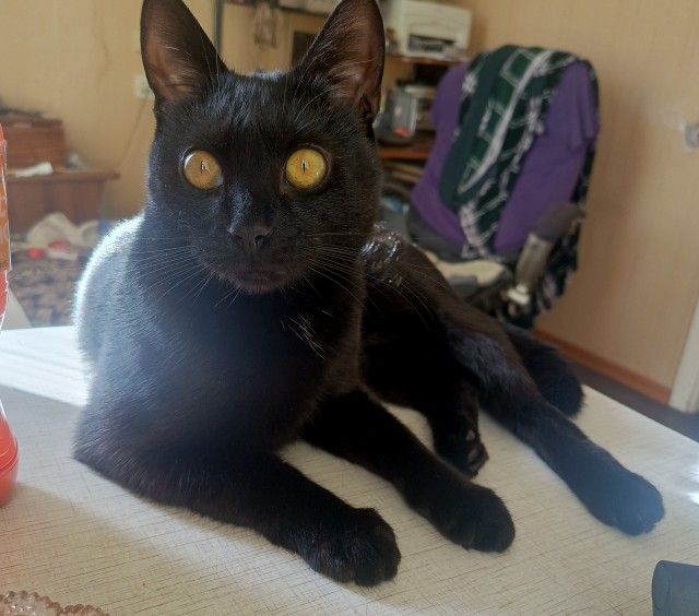 Наши коты