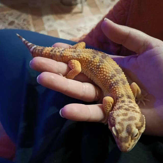 Ну, нет на Япе дня ящериц.