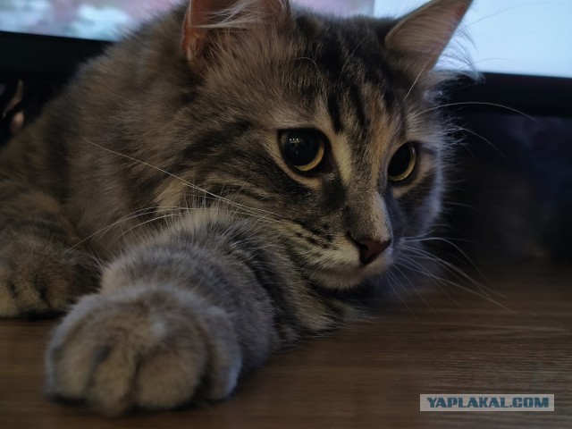 К котовторнику: знакомтесь: Сёма