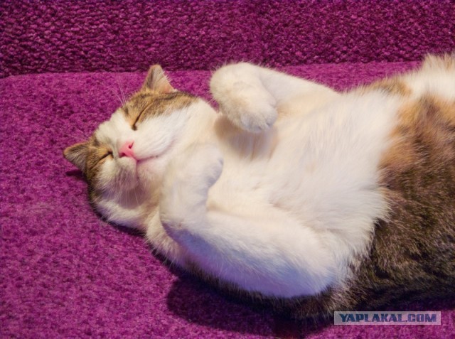 Котовторник 8.10.2013