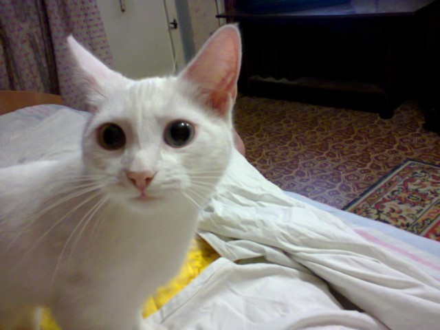 Котовторник 26.11.2013