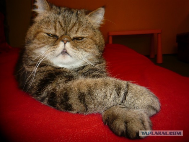 Котовторник 4.02.2014