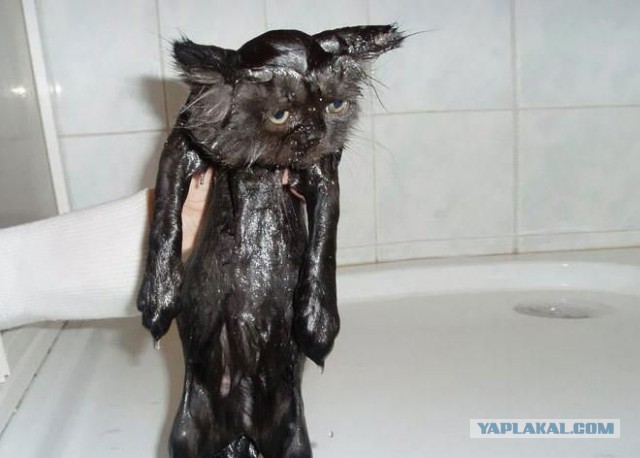 Сегодня мыли котов :3
