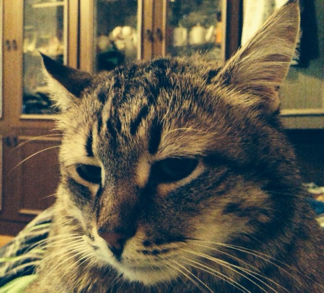 Завидую своему коту