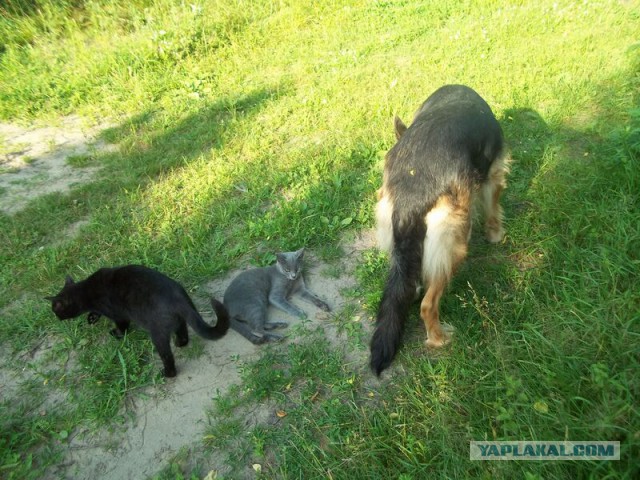 Жизнь домашнего приюта для котеек 17