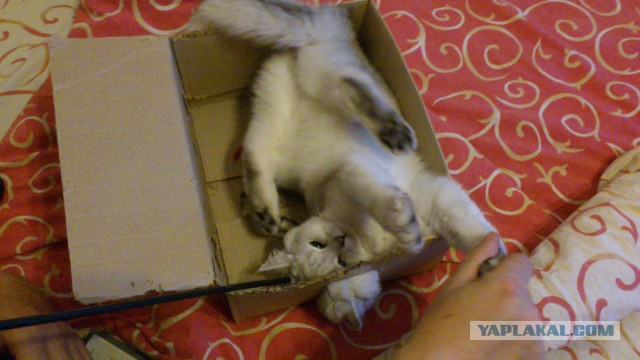 Котовторник 09.09.2014