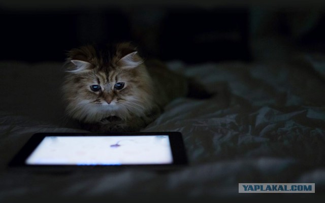 30 способов использования котов