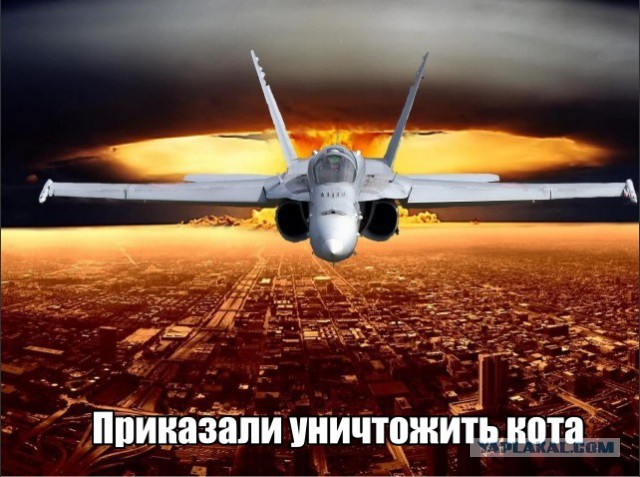 Спасение кота