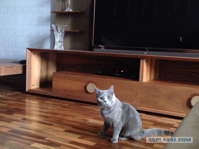Котовторник 16.12.2014