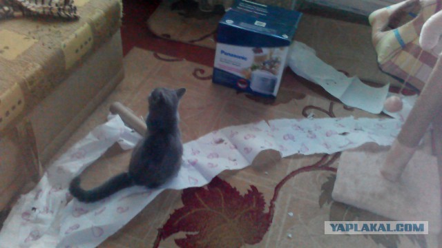 Котю огорчили! За ЧТОООО?