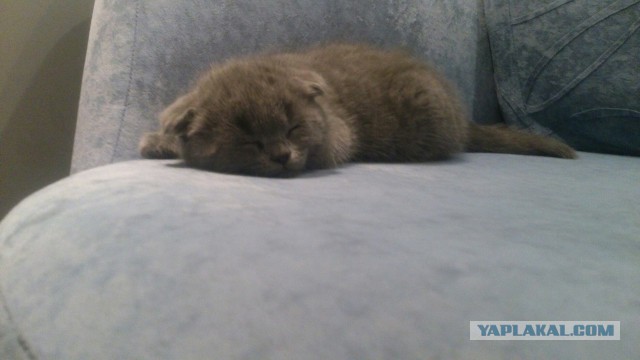 Кот по имени Бобо