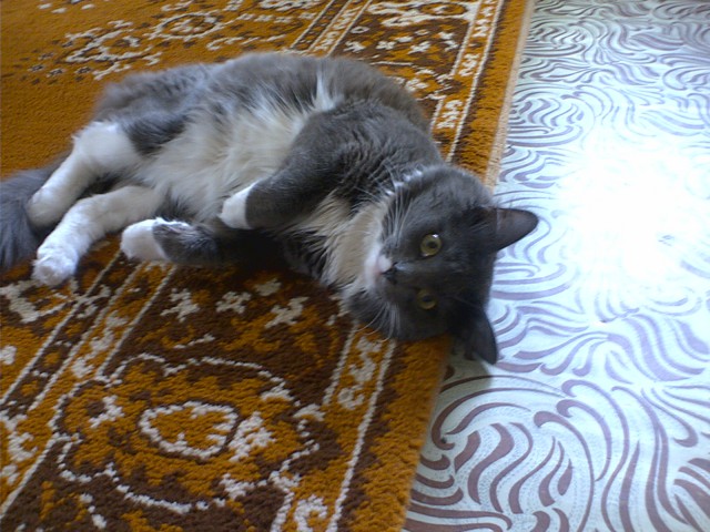 Котовторник 12.05.2015