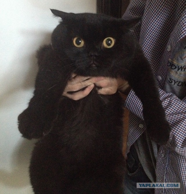 Котовторник 7.07.2015