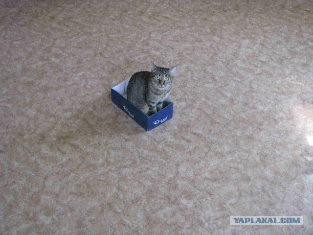 Котовторник 28.07.2015