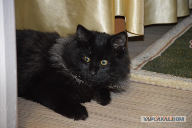 Кот Вася