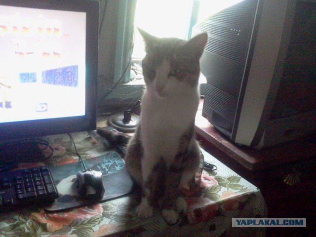 Котовторник 11.08.2015